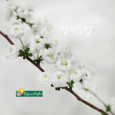 장미조팝 소품 [3포트](복남이네 야생화 모종 꽃나무 조팝나무 spiraea), 1개