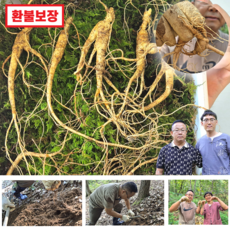 진보산삼 백두산 산삼 장뇌삼 산양삼 산양산삼 10년근 10뿌리 10개 10g 상품 이미지