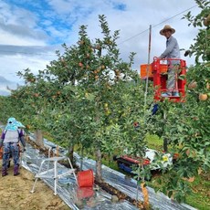 청량리청과물시장체리가격 TOP01