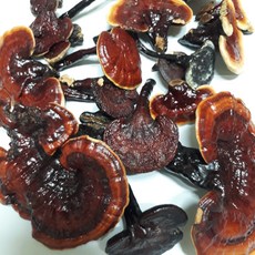 자연산영지버섯