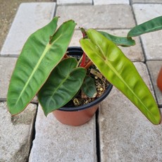 필로덴드론빌리에티에