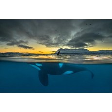 범고래일러스트