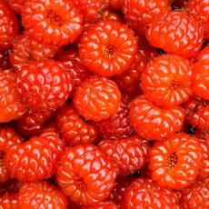 기타 국내산 포항 장기면 제철 흑 산딸기 급냉 1kg 1개, 3개
