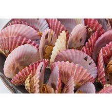통영 제철 세척 홍가리비, 1개, 2kg