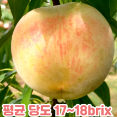 싱싱 제철은 단 2주 귀한 초겨울 국내산 설도 겨울복숭아, 1박스, 못난이 1.2kg