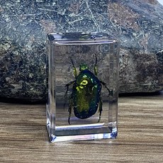 리얼곤충 에메랄드 황금풍뎅이 아크릴 곤충표본 박제, 흰점박이꽃무지, 1개