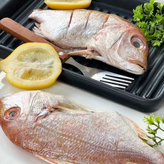 하라네 남해안 자연산 반건조 참돔 꽃돔 4-8미 제수용 도미, 1개