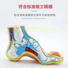 해외 정상발 편평발 궁형 발 모형 발 병리 모형 인체 발, 옵션03