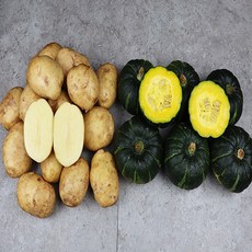밤단호박 미니밤단호박 세척 제주 햇감자 호박세척감자세트 산지배송, 제주 미니밤단호박2kg(6~9과)
