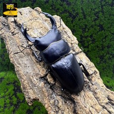 피규어 장수풍뎅이 코카서스 헤라클레스 모형 사슴벌레, (성충) 6-7CM