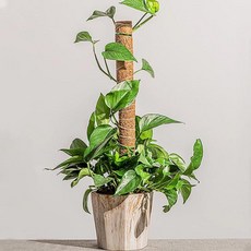 베고니아코코넛봉