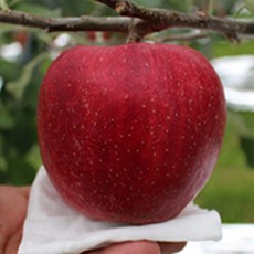 청송사과 22년 꿀사과 홍로 10kg 5kg 껍질째먹는 가정용 흠집 사과, 가정용 흠집사과(소과)5KG(21과~23과)