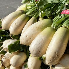 아삭아삭 삼남매 동치미무 1단 3kg~4kg 내외, 1개
