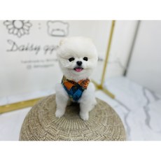 데이지꼼