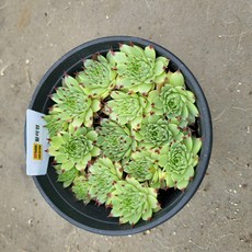 진주바위솔