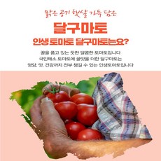 달짝이토마토