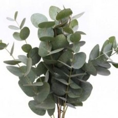 유칼립투스씨앗