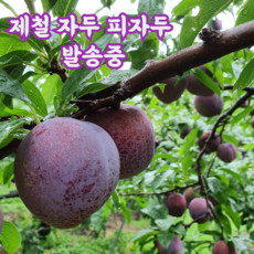 경북 제철 햇 자두 대석 후무사 피자두 추희, 1kg(중과), 1개