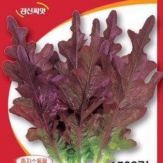  상추씨앗/적오크상추/20 000립/2만립 