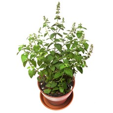 영수네캣그라스