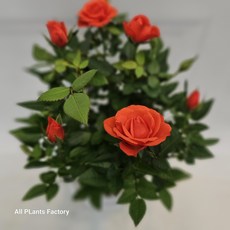 식물공장 주황장미 주황색 장미 소품 15-25cm 49, 1개