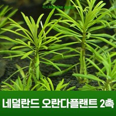 먼치킨수초