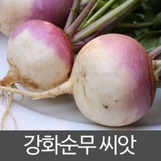 강화 순무 씨앗 무 종자 무우 김장 가을 씨 2000알