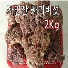 싸리버섯