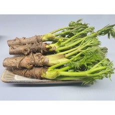 향긋한 봄나물 참두릅 땅두릅 자연산 산나물, 2개, 150g