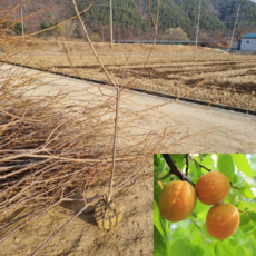 [모든원예조경] 살구나무 묘목 (산형3호) 결실주 분묘 R2 과수 유실수, 1개