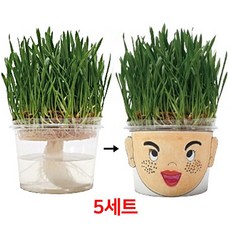[추천] 컬러링얼굴꾸미기 새싹보리심지재배기 5세트 93/:19+05 W8D5205, 선택= 본상품선택