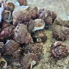동백해녀 직접잡은 자연산 활소라 1kg 싱싱해산물 당일발송, 작은소라 1kg, 9개