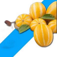 성주 참외 3KG 18~21과내외, 1개