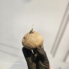 10~25cm 스테파니에렉타 괴근식물 99, 1개