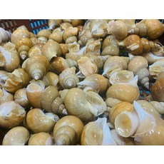 동해에서 어획한 자연산 백고동 1kg (소중), 단일상품(상품명참조), 1개