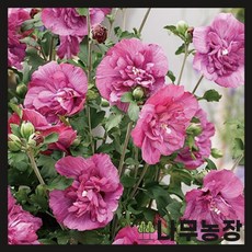 무궁화나무