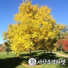 황금회화 묘목 R4cm분 나무 서산조경마켓