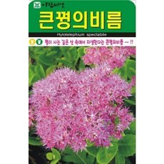 큰꿩의비름