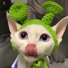 펫가발 사진촬영소품 강아지가발 고양이 개그소품 펫모자 할로윈 애견가발 웃긴가발 변신, 슈렉 (2.5~7.5kg)
