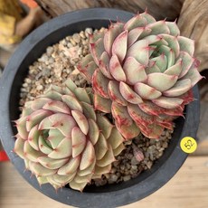 찐다육 벤바디스52 다육식물