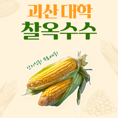 (찐 옥수수 / 삶은 옥수수)쫀득 쫀득 알이 꽉찬 괴산 대학 찰옥수수21개, 21개