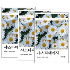 샤스타데이지 씨앗 2000립(코팅 종자 8g), 3개 3개