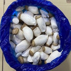 도담농산 새송이버섯 2kg 당일수확 당일발송, 새송이2kg(엄지), 1개