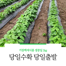 지엘음식물처리기1kg