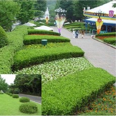 회양목(키 30cm) 5개묶음 가든원예조경
