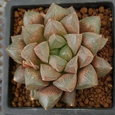 하월시아 홍포토[RED GRAPE]