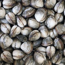 고창 하전갯벌 동죽 조개 2kg /물총조개, 1개, 상세 설명 참조