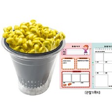 콩나물키우기관찰