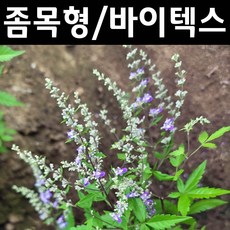 바이텍스화분