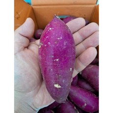 토울꿀고구마